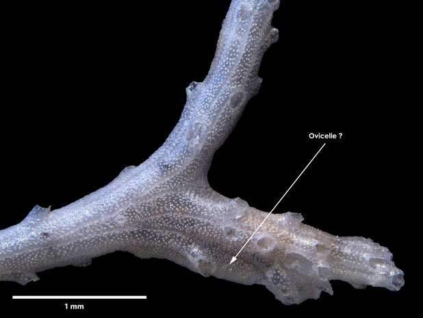 Bryozoa Art: Crisia transversata Brood 1976 aus Bryozoen Sammlung Senckenberg Frankfurt,  
