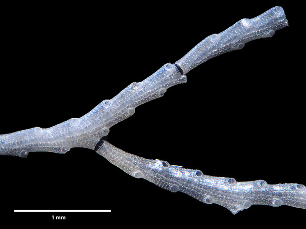 Bryozoa Art: Crisia transversata Brood 1976 aus Bryozoen Sammlung Senckenberg Frankfurt,  