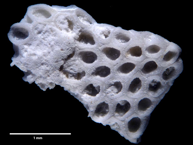 Bryozoa Art: Membranipora flabellata d'Orbigny, 1852 aus Bryozoen Sammlung Senckenberg Frankfurt