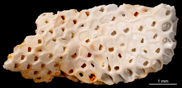 Bryozoa Art: Onychocella gimensis Brydone 1936 aus Bryozoen Sammlung Senckenberg Frankfurt,  CC BY: Michael Sondermann