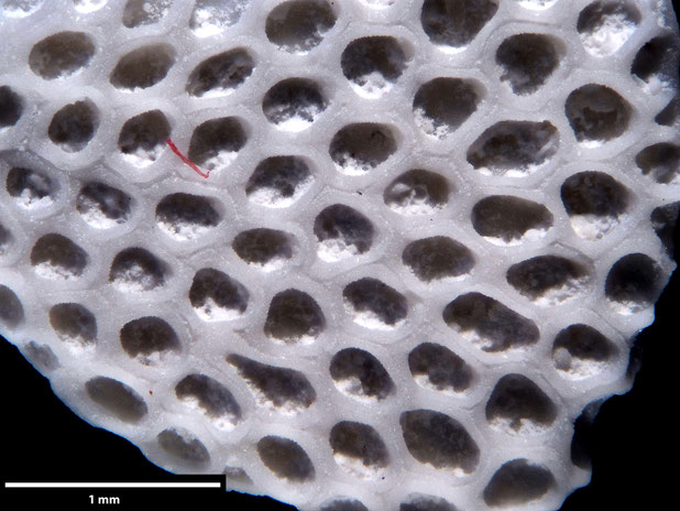 Bryozoa Art: Membranipora flabellata d'Orbigny, 1852 aus Bryozoen Sammlung Senckenberg Frankfurt