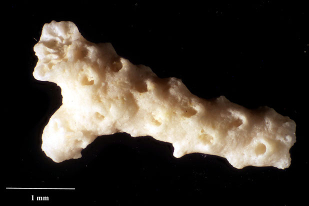 Bryozoa Art: Porina gastropella vessica Favorskaja 1992 aus Bryozoen Sammlung Senckenberg Frankfurt,  CC BY:  Dr. Rainer Teubner 
