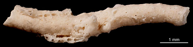 Bryozoa Art: Micropora amphora (von Hagenow 1839)aus Bryozoen Sammlung Senckenberg Frankfurt,  CC BY: Michael Sondermann