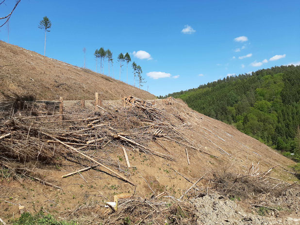 Geräumte Waldfläche vor Ort - unfehlbares Zeichen fortschreitenden Klimawandels