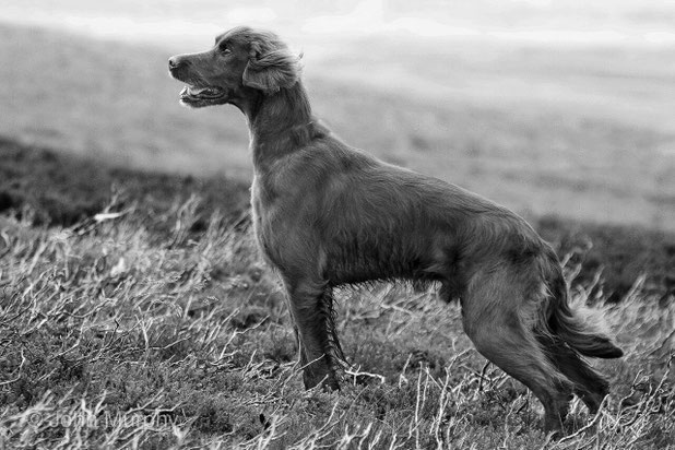 Annie's sire Int FT Ch Ballydavid Airforce "Jet" - Photo by John Murphy 