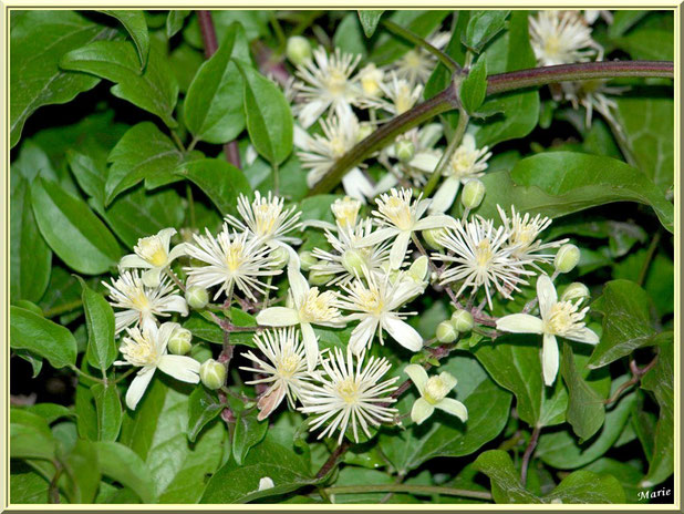 Arbuste à fleurs blanches à Saint Rémy de Provence, Alpilles (13)