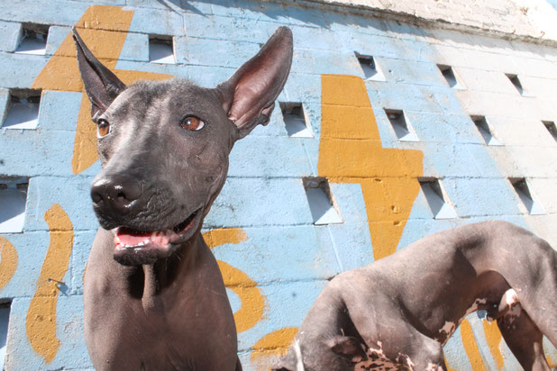 Foto tomada a Tabasqueña, xoloitzcuintle | Xolos Ramirez