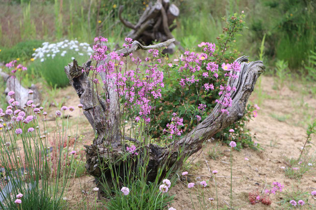 Naturnaher Garten bietet Wildbienen und Solitärwespen Nahrung und Lebensraum (Foto: Christine Kuchem/NABU)