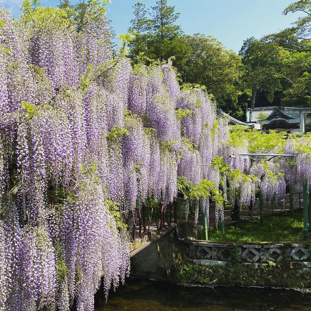 大分県産ローカルタレントが大分市西寒田神社に藤の花鑑賞