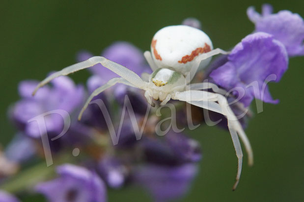 Bild: Veränderliche Krabbenspinne, Thomisidae, crab spider, Spinnentiere, Arachnida