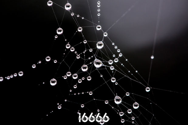 Wassertropfen im Spinnennetz