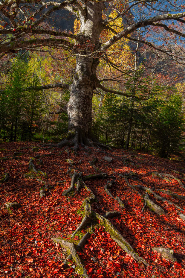"ALIVE NATURE".  Pyrenees Mountains in autumn, Aragon, Spain.