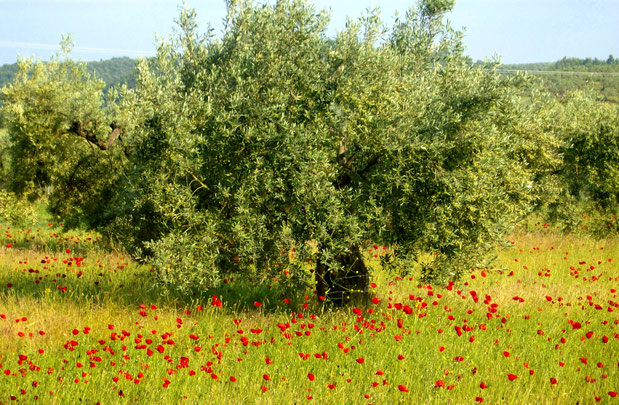 Mohnblumen um Olivenbaum