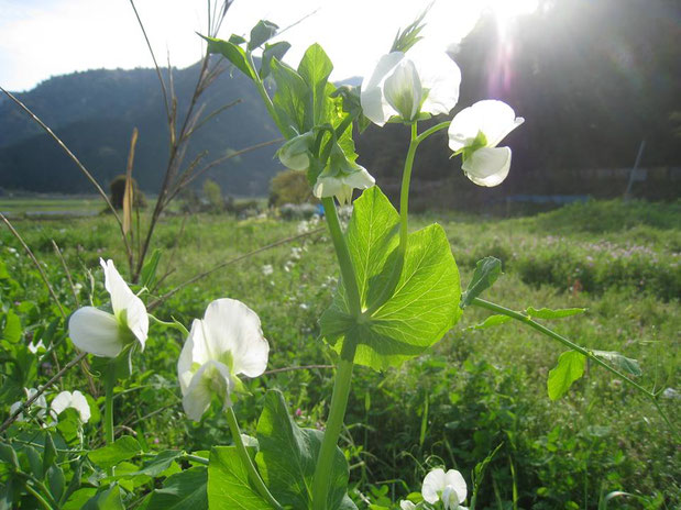 ちいさな自給　グリンピースの花