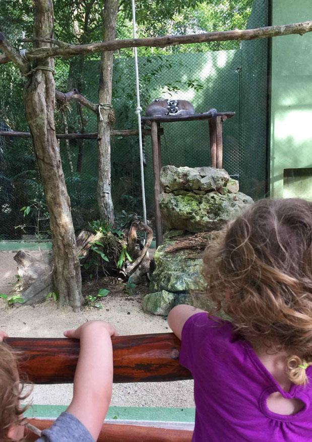 6 Awesome Eco-Adventure Parks in the Mayan Riviera - Akumal Monkey Park - Lemurs