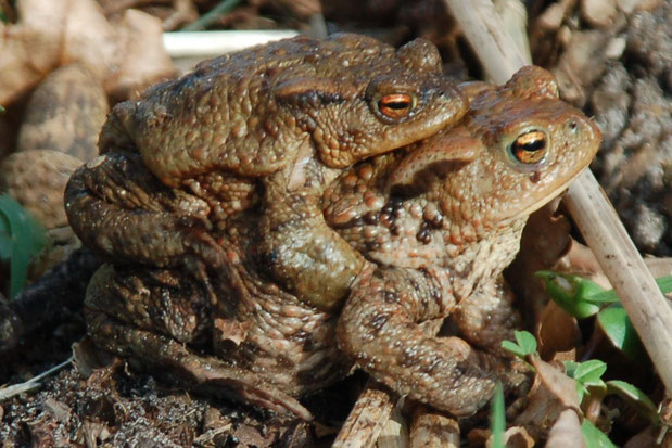 Das Erdkrötenweibchen trägt das Männchen auf dem Rücken zum Lauenbrücker Regenrückhaltebecken   