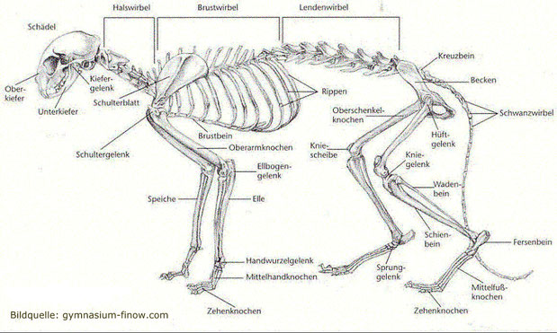 Skelett einer Katze, Bildquelle: gymniasium-finow.de