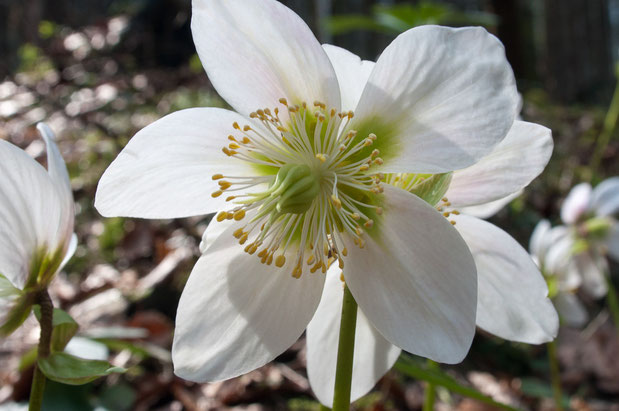 Endständige Blüte der Christrose  (Foto:Pixabay)