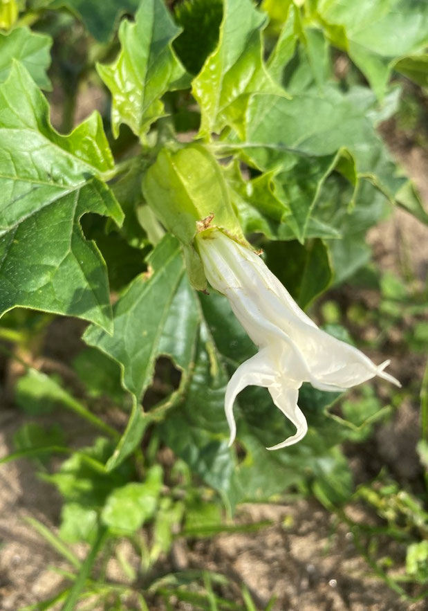 Abbildung 3: Trichterblüte des Stechapfels (Foto: K. Marquardt)