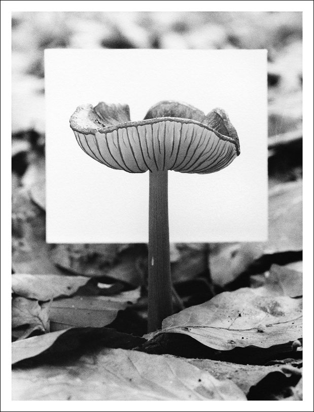 PILZ (11/20 #2 N3)   2020-2022 | Silbergelantineabzug | 17 x 11,5 cm