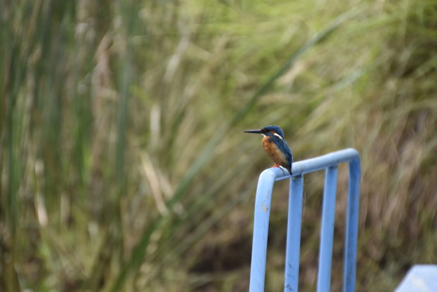 ijsvogel (Alcedo atthis)