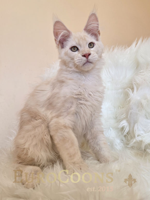 Cream Silver Shaded Maine Coon Kitten for sale - Available Male