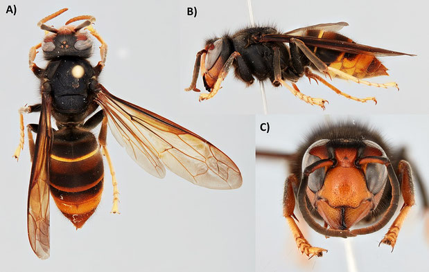 Merkmale der asiatischen Hornisse (CC Lizenz Husemann M, Sterr A, Maack S, Abraham R (2020) The northernmost record of the Asian hornet Vespa velutina nigrithorax (Hymenoptera, Vespidae)