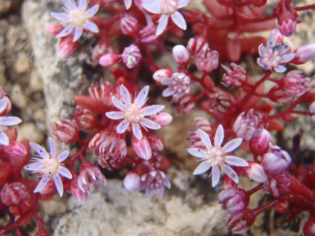 Flowers, Gozo, Malta