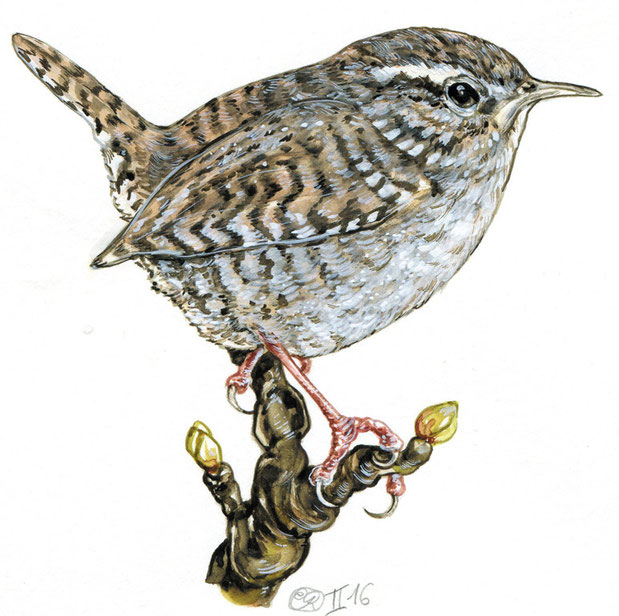 Illustration nach der Natur "Zaunkönig", Gouache Natural history illustration wren © Caroline Ronnefeldt