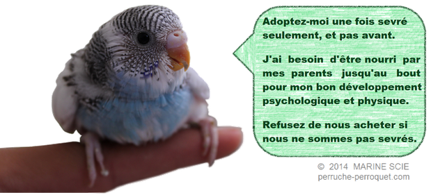 Adoptez votre perroquet une fois sevré seulement.