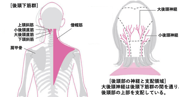 肩こり、首こりからの頭痛、後頭部の痛みもなくなります 　