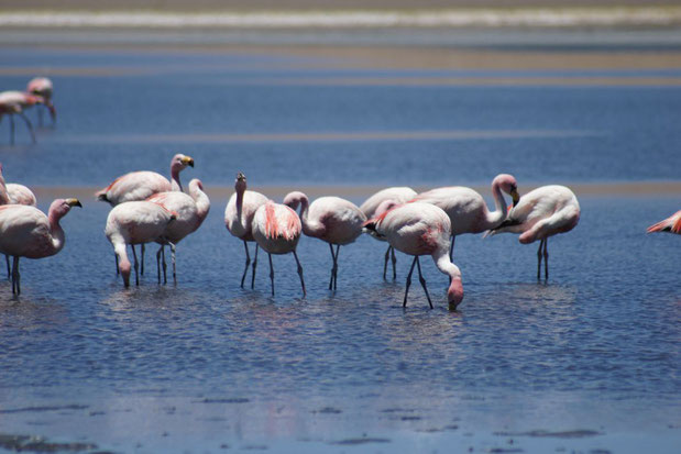 Organisierte Touren über den Salzsee von Uyuni mit BOLIVIENline
