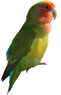 Inséparable rosegorge (Agapornis roseicollis) et autres inséparables