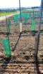 Weinland, Thermenregion, Frühling, Sommer, Weingarten, Handarbeit, Laub, Reben, Bad Vöslau, Jungpflanzen