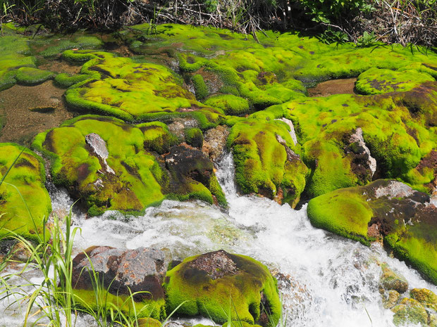 チャツボミゴケとは おすすめ新観光名所 チャツボミゴケ公園 地獄穴 の案内 チャツボミゴケとは おすすめ新観光名所 チャツボミゴケ公園 地獄穴 の案内