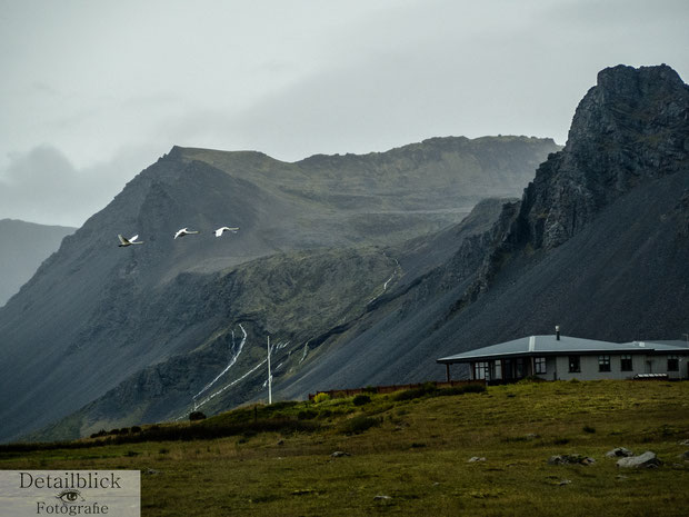 Gänse fliegen über eine Wiese nahe der Berge