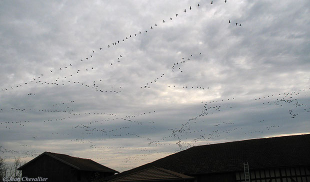 Vol de grues