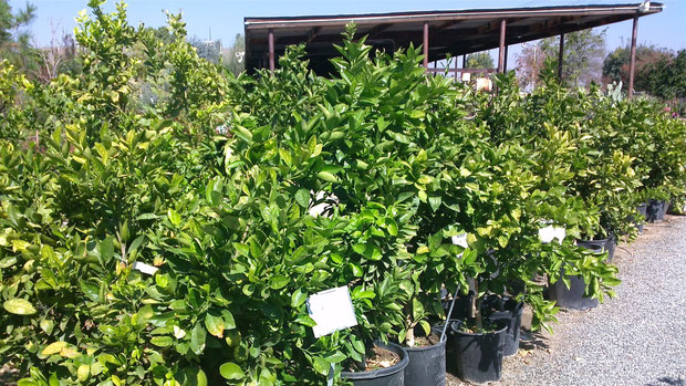 Some of our orange trees here at the nursery