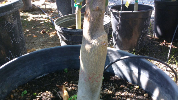 Graft bump on citrus trunk