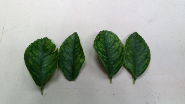 Deficient lime leaves