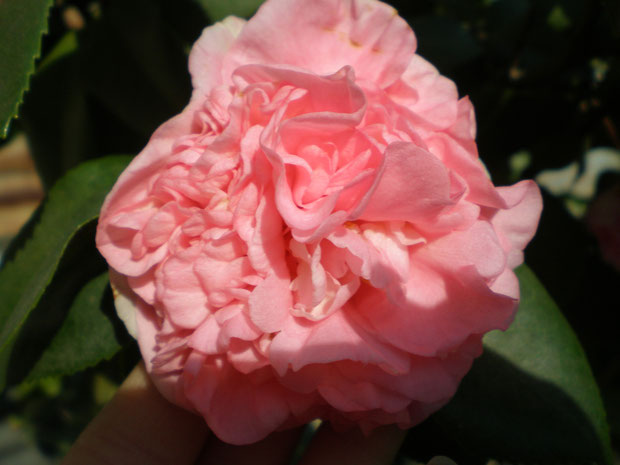 Debutante camellia