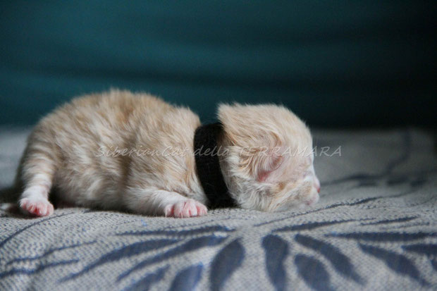 CREAM SILVER TABBY & WHITE
