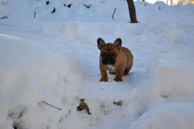 Indios dans la neige