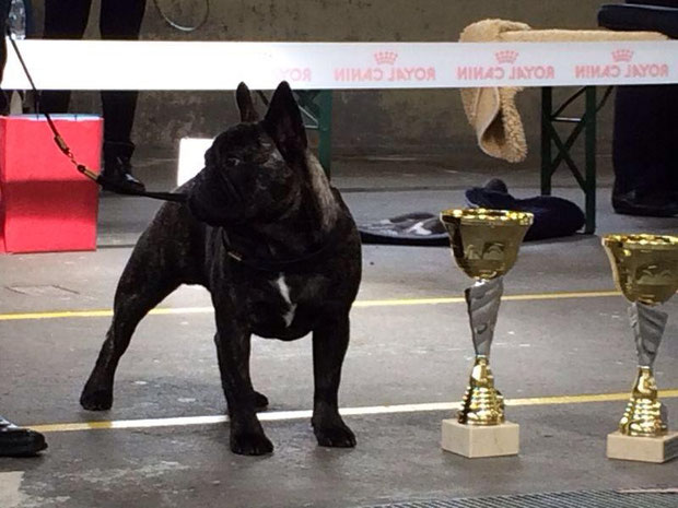 Meilleur Puppy à Langenthal exposition du club suisse