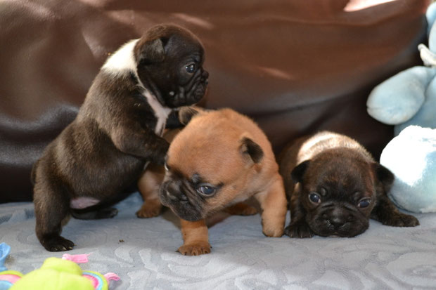 Izzia, Indios, Indie