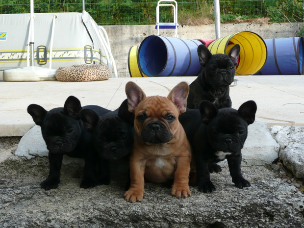 5 bouledogues sur un mur :-)