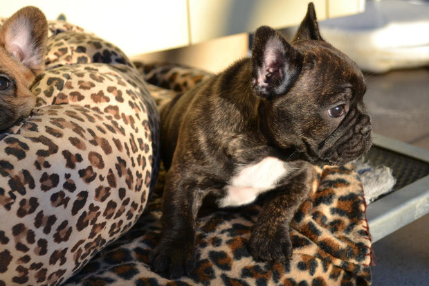 Indie, 15.11.2012