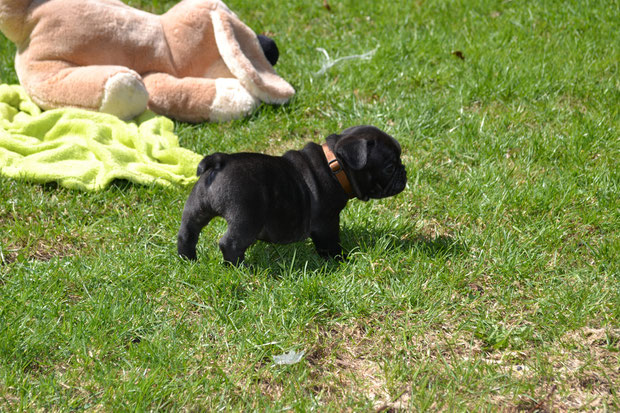 Kookaï & peluche