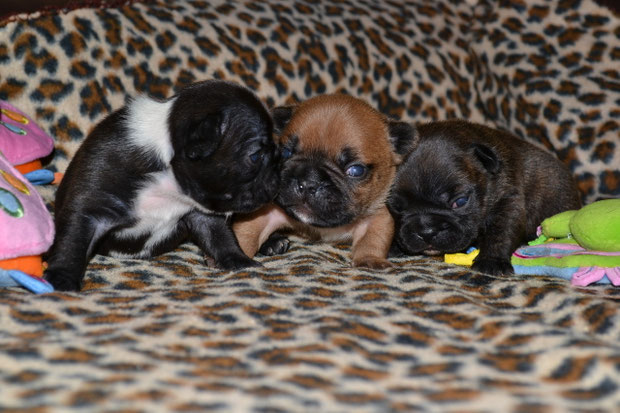 Izzia, Indios, Indie