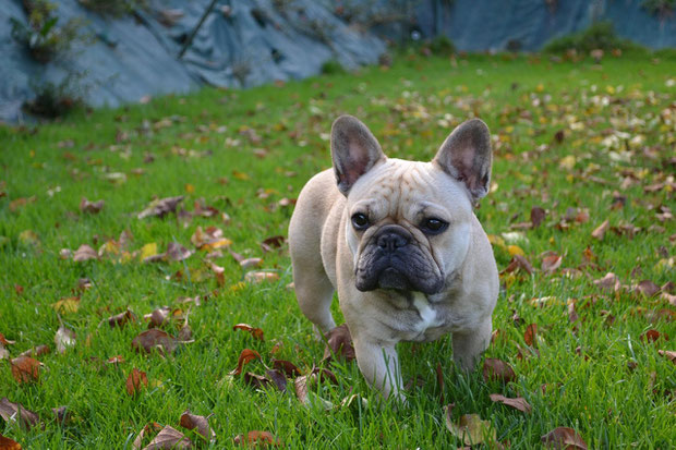 Geïsha des Landes du Marchairuz (Djoy x Gaston), 21.10.2012